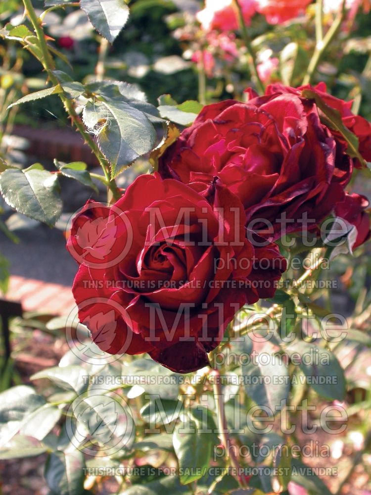 Rosa Red Cascade (miniature rose) 2