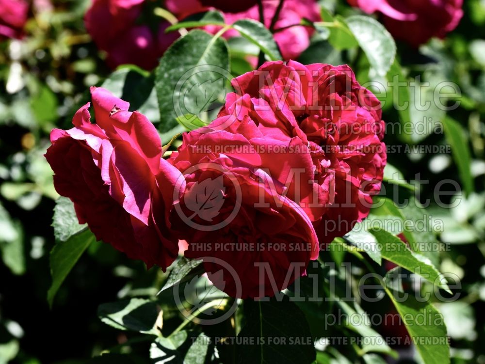 Rosa Red Eden (Shrub Rose) 4