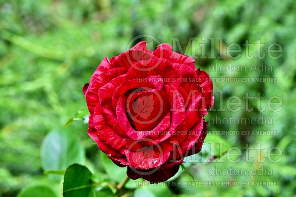 Rosa Red Intuition (Hybrid tea rose) 1 