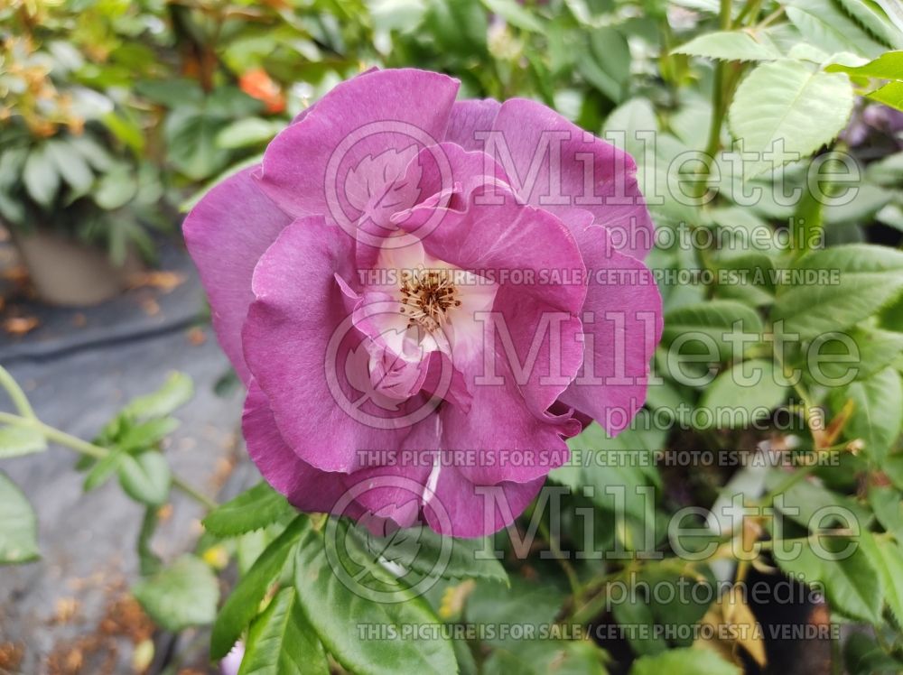 Rosa Rhapsody In Blue (floribunda Rose)  7 
