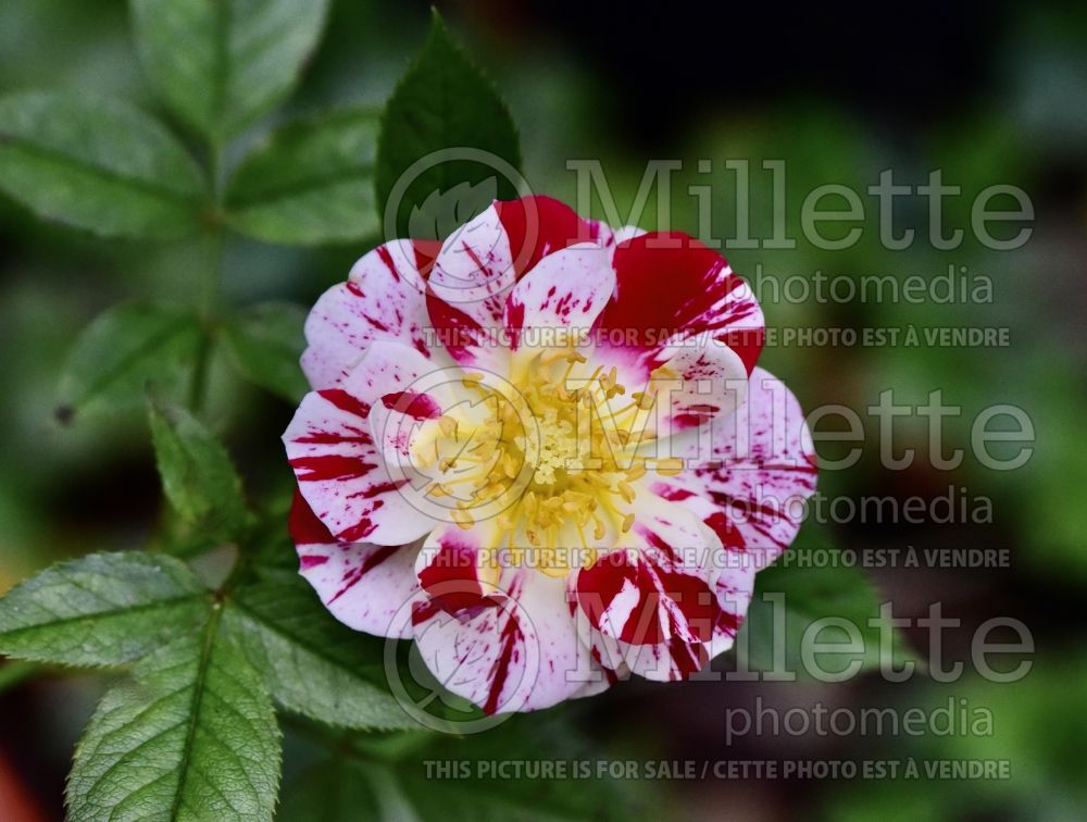 Rosa Roller Coaster (Shrub Rose) 1 