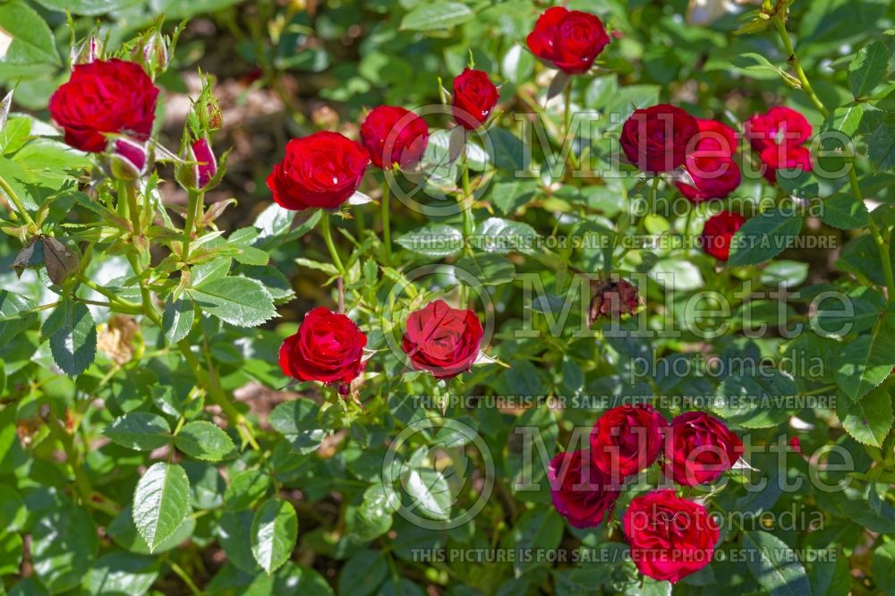 Rosa Roxy (Shrub Rose) 1 