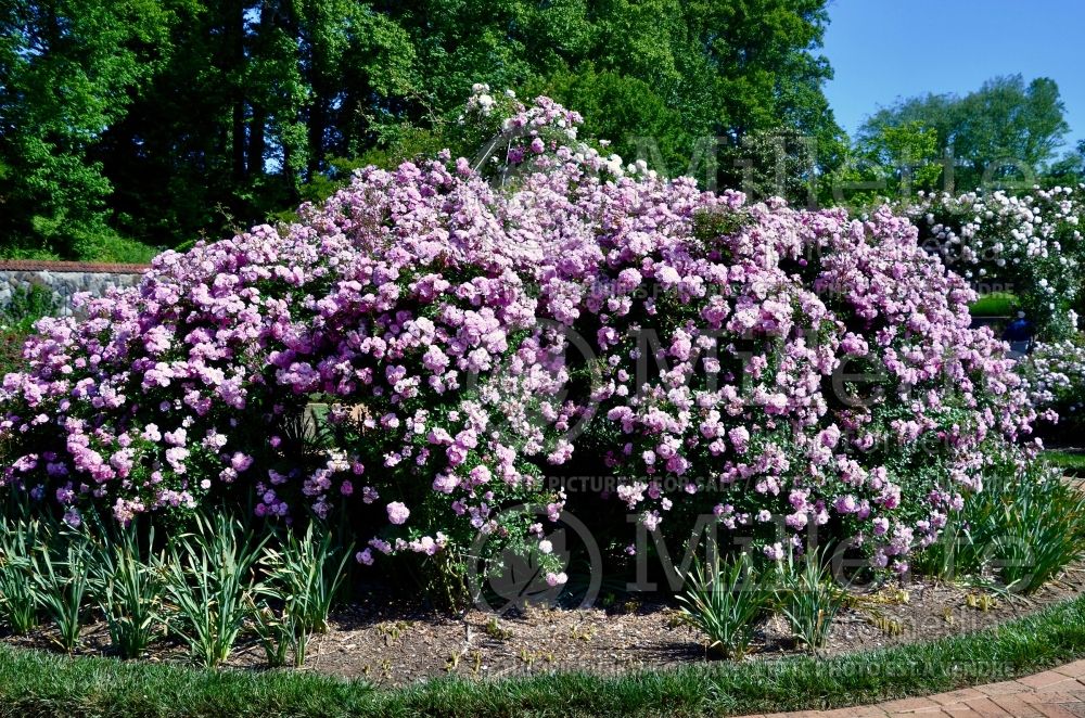 Rosa Rural England (Shrub Rose) 1