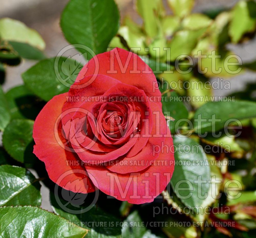 Rosa Smokin' Hot (Hybrid tea Rose) 1 