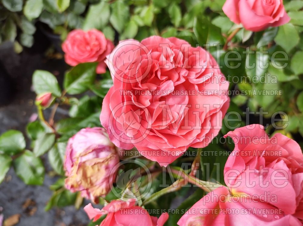 Rosa Special Anniversary (Hybrid tea Rose) 1