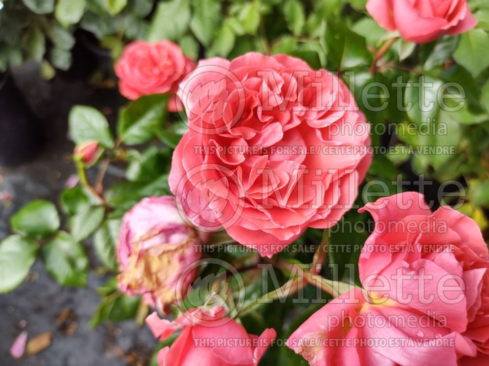 Rosa Special Anniversary (Hybrid tea Rose) 3