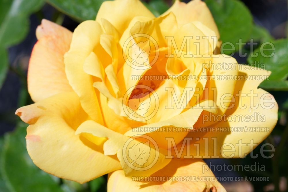 Rosa Sutter's Gold (Hybrid tea Rose) 2
