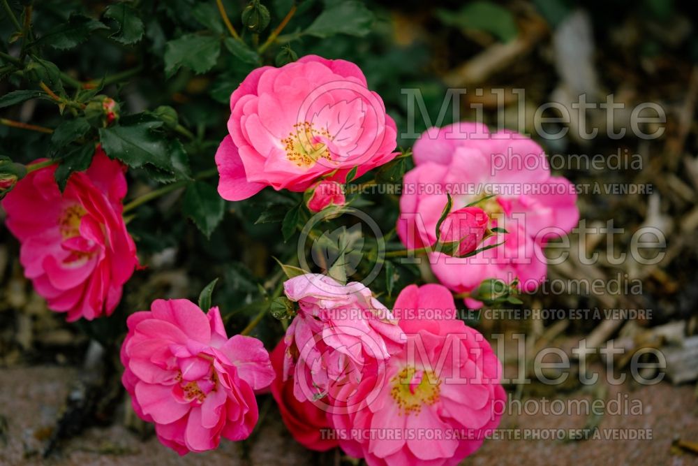 Rosa Sweet Vigorosa (Shrub Rose) 1