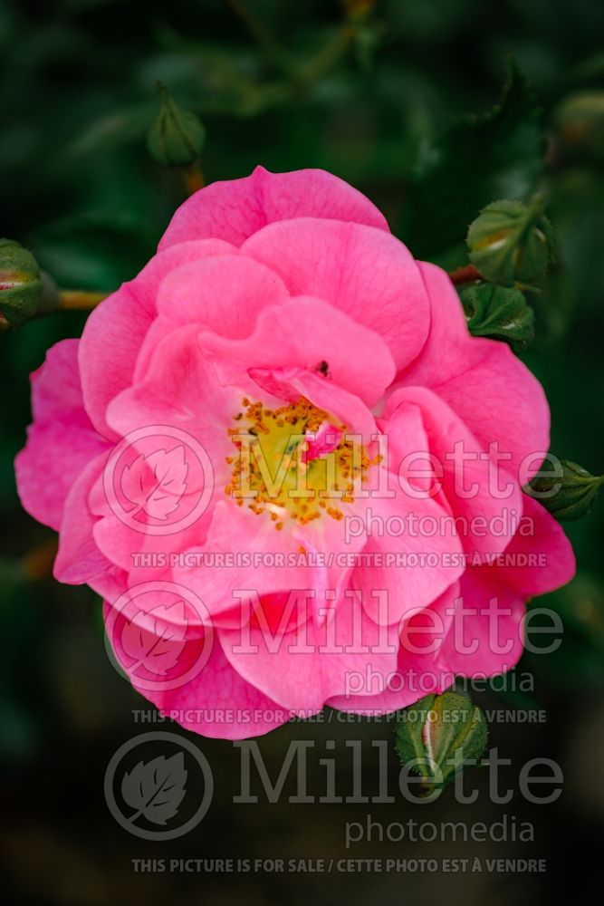 Rosa Sweet Vigorosa (Shrub Rose) 2