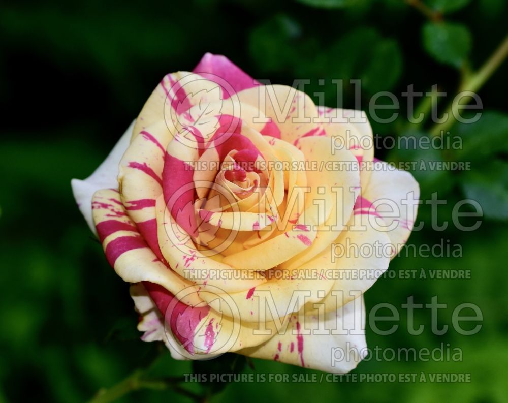 Rosa Swizzle (Miniature Rose) 1 