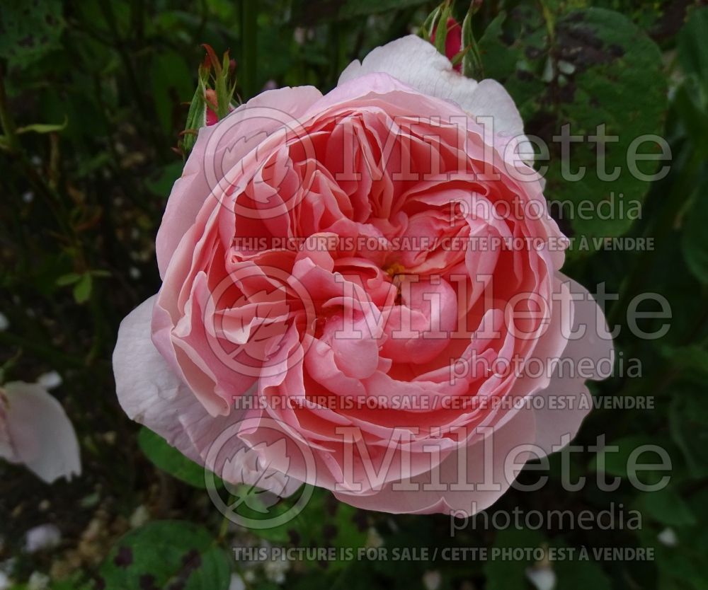 Rosa The Alnwick Rose aka Ausgrab (Shrub Rose) 2