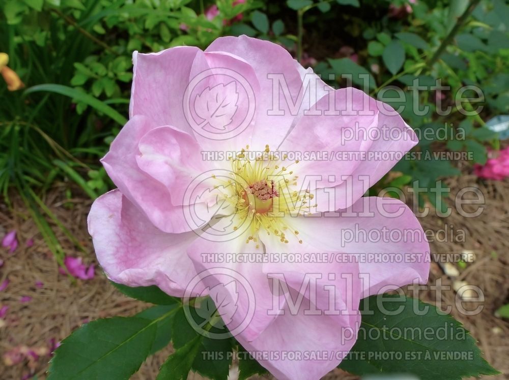 Rosa The Lady's Blush (Shrub Rose) 2