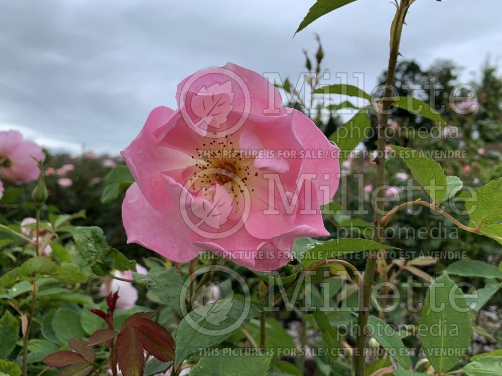 Rosa The Lady's Blush (Shrub Rose) 1