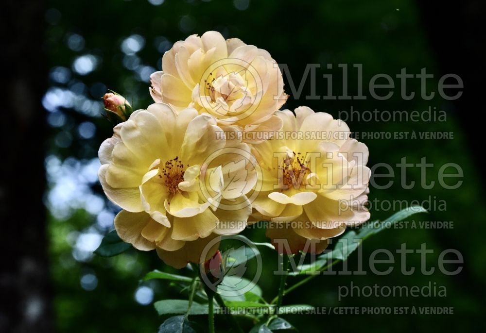 Rosa The Lark Ascending aka Ausursula (Shrub Rose) 3