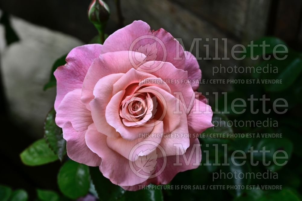 Rosa Tickled Pink (Floribunda Rose) 1 