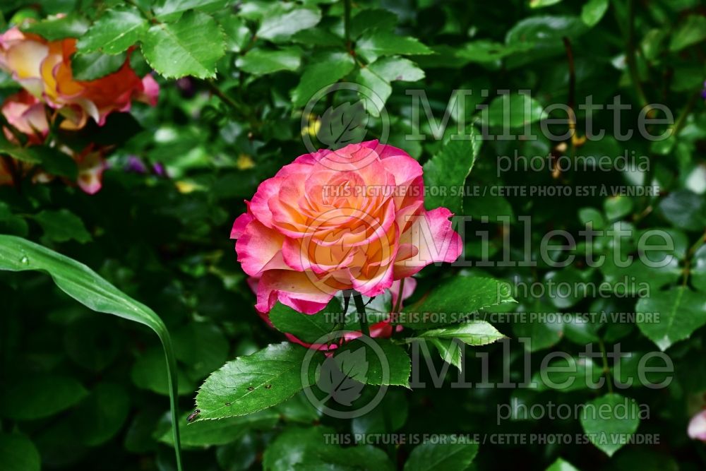 Rosa True Sincerity (Floribunda Rose)  1 