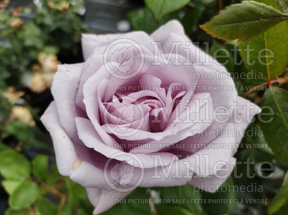 Rosa Twice in a Blue Moon (Hybrid tea Rose) 4