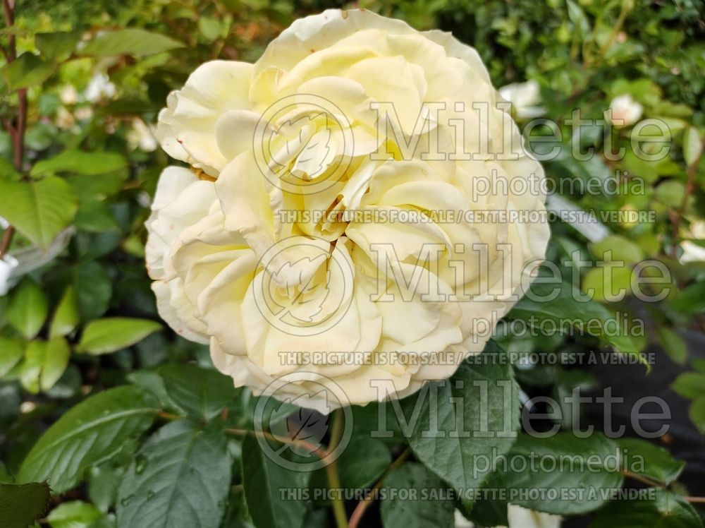 Rosa Tynwald (Hybrid tea Rose) 1