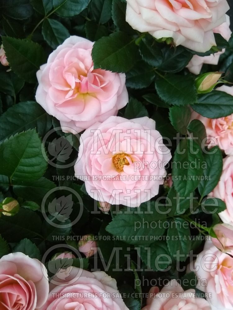 Rosa Victory Opal (Rose) 1