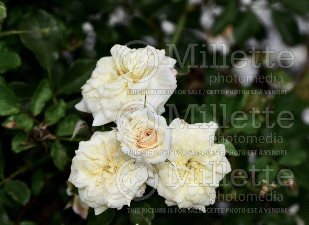 Rosa White Drift (Groundcover Rose) 1