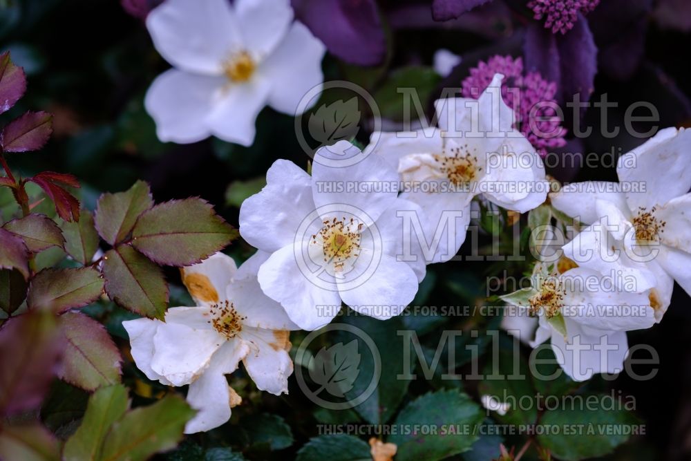 Rosa White Out (Shrub Rose) 10   