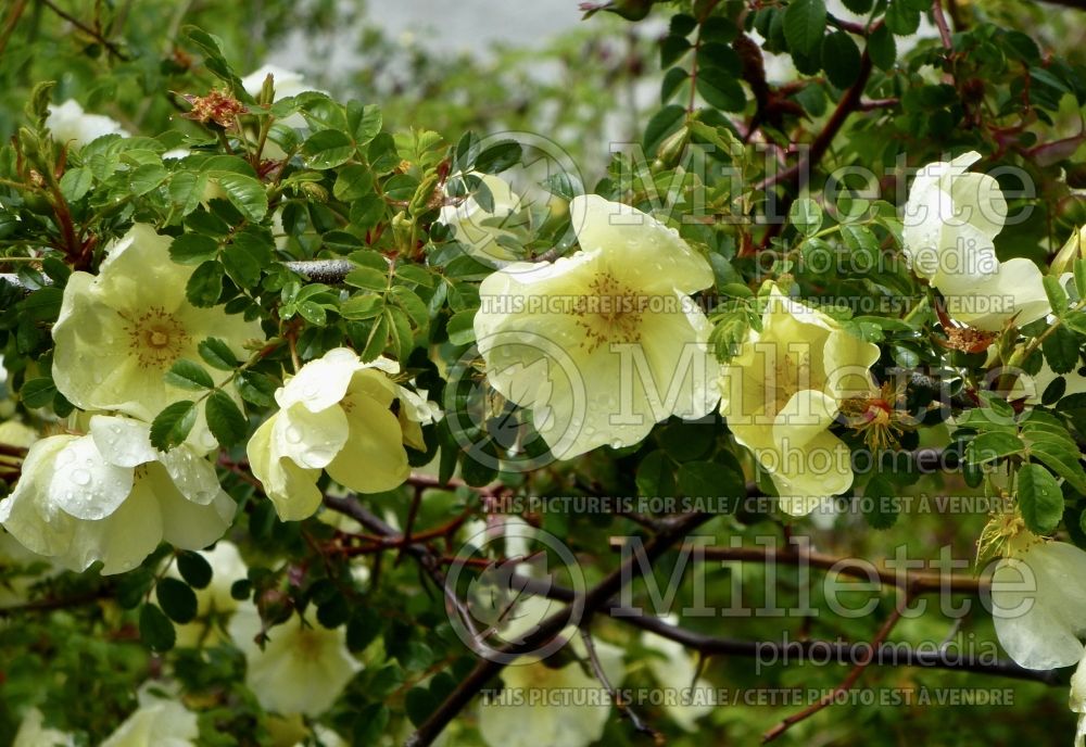 Rosa Canary Bird (Wild Rose) 1