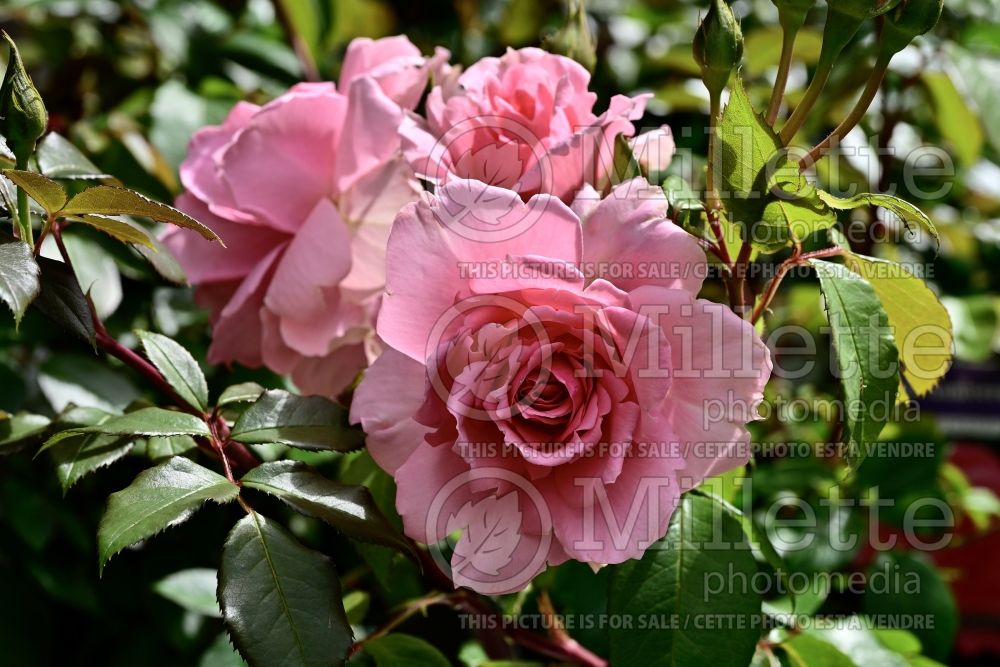 Rosa You're Beautiful (Floribunda Rose) 1 