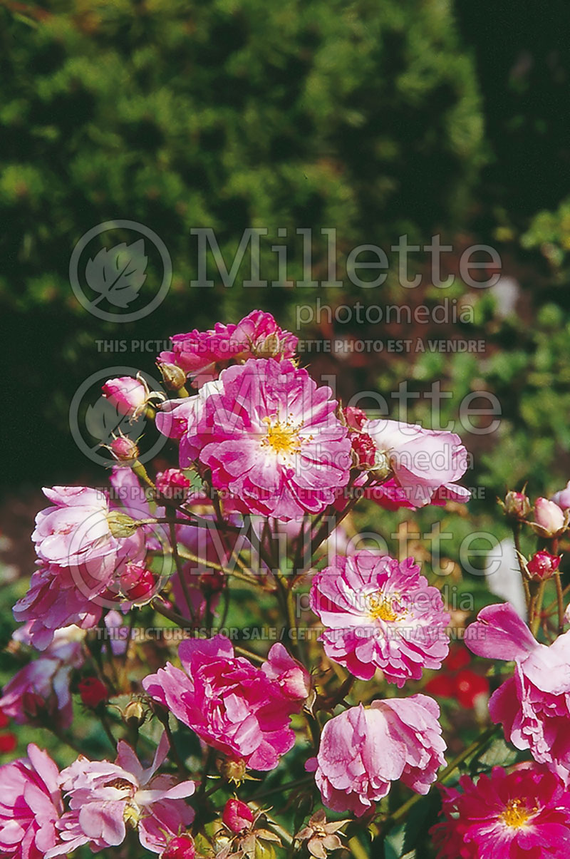 Rosa Abbotsford (Ground cover Rose) 8