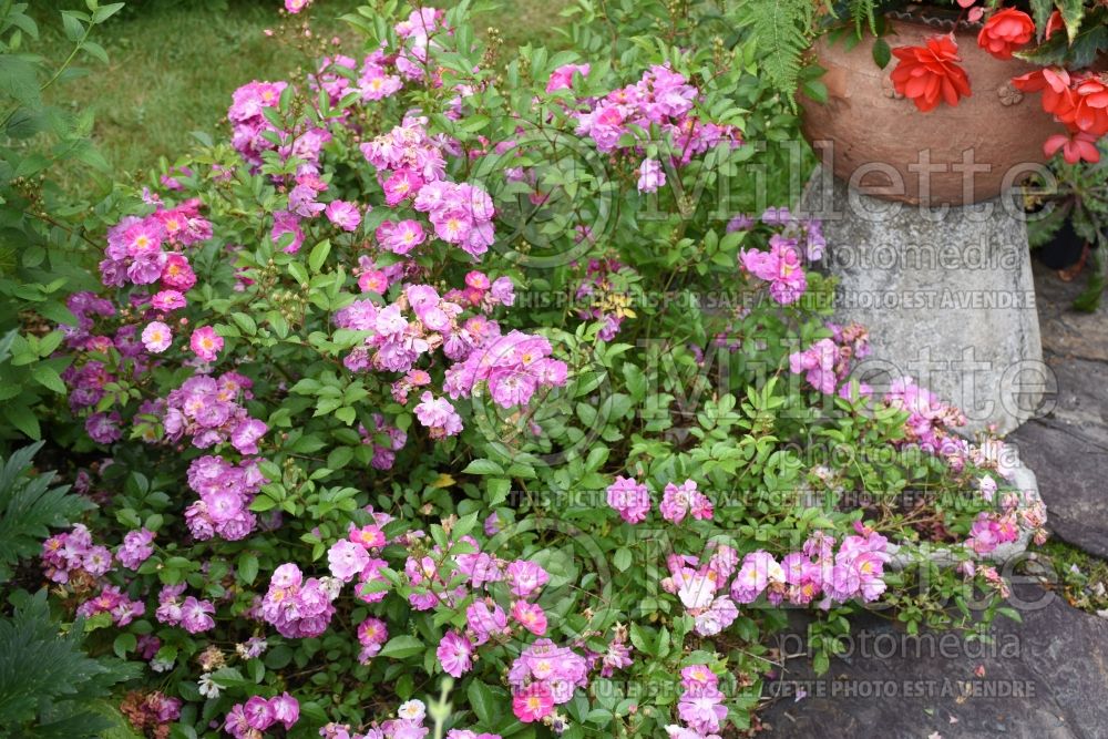 Rosa Abbotsford (Ground cover Rose) 9