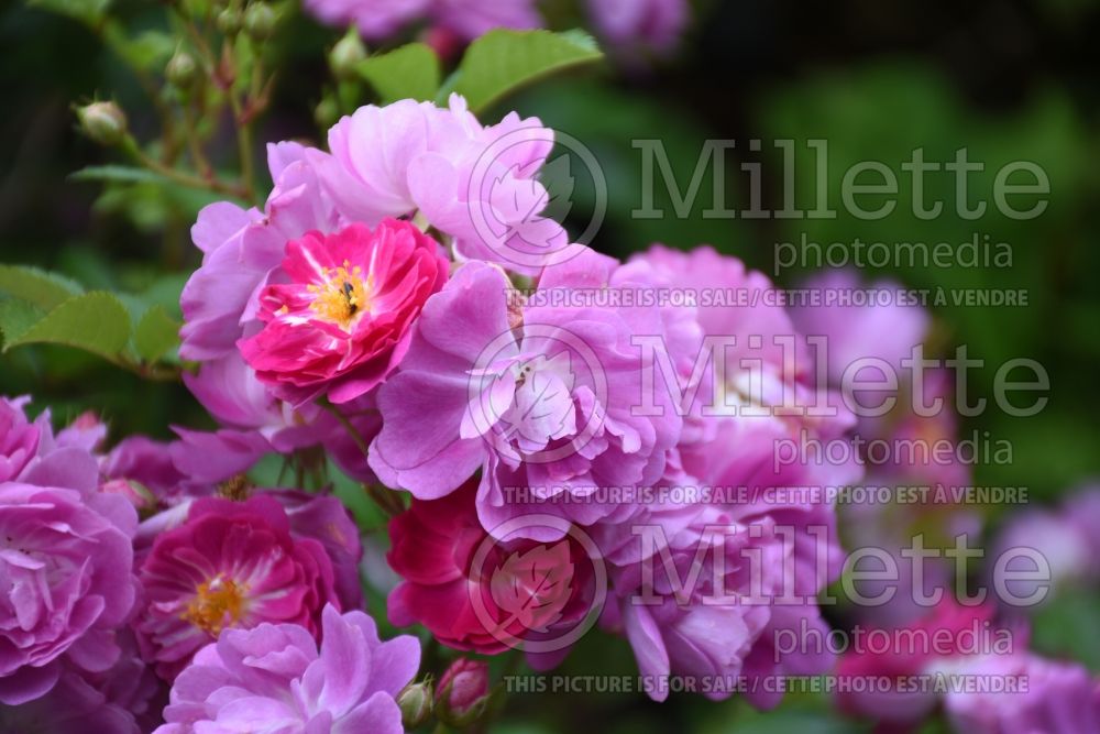 Rosa Abbotsford (Ground cover Rose) 10