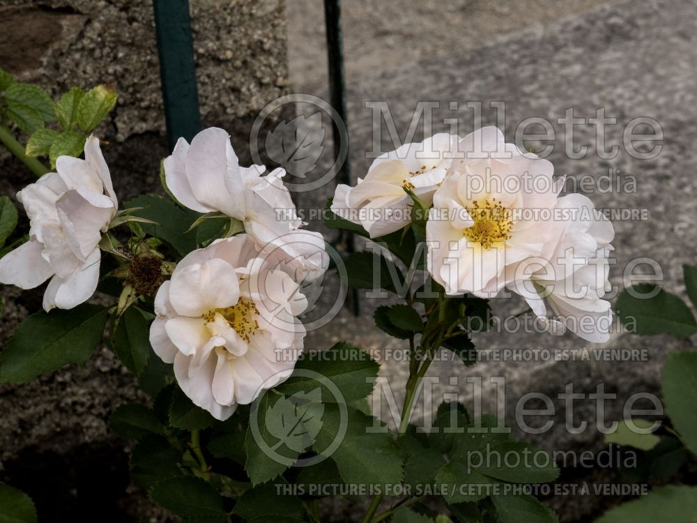 Rosa Above and Beyond (Climbing rose) 3