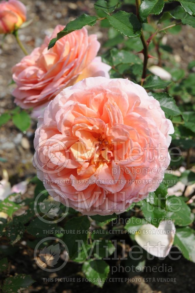 Rosa Abraham Darby  (Shrub Rose)   1