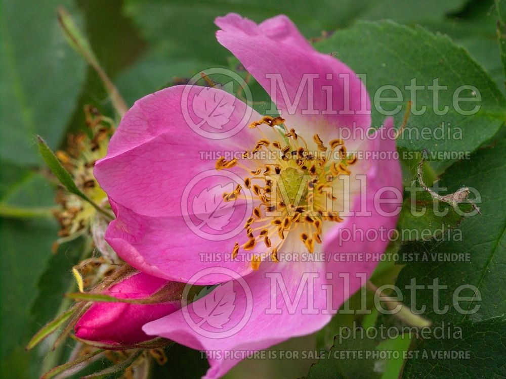 Rosa acicularis (Prickly rose, Wild rose) 3 