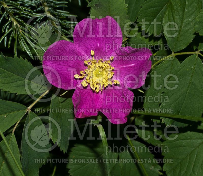 Rosa acicularis (Prickly wild  Rose)  1