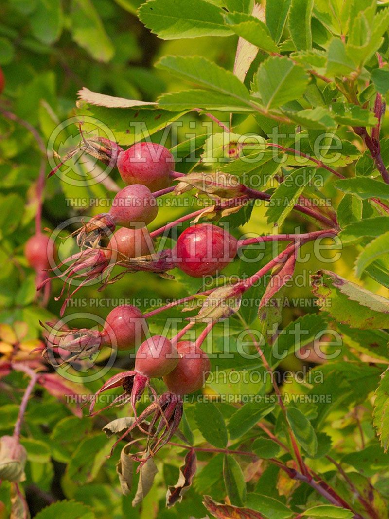 Rosa acicularis (Prickly wild  Rose)  2