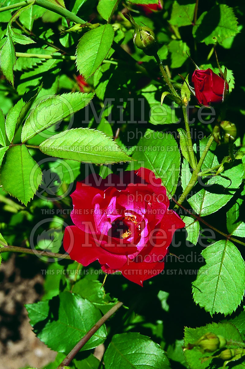 Rosa Adelaide Hoodless (Shrub Rose) 1 