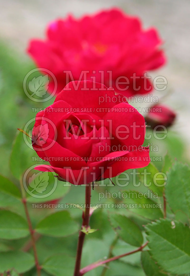 Rosa Adelaide Hoodless (Shrub Rose) 3 