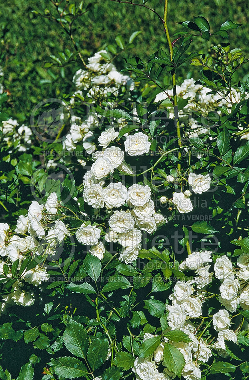 Rosa Alba Meidiland (Shrub Rose)  1 