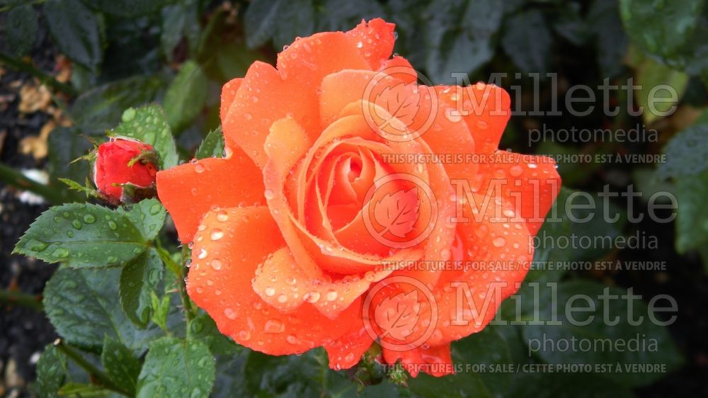 Rosa Alexander (hybrid tea rose) 5 