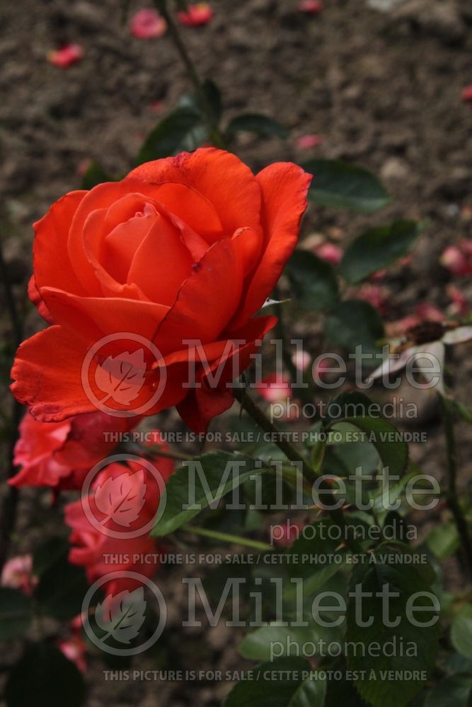 Rosa Alexander (hybrid tea rose) 3 