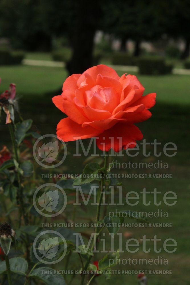 Rosa Alexander (hybrid tea rose) 4 