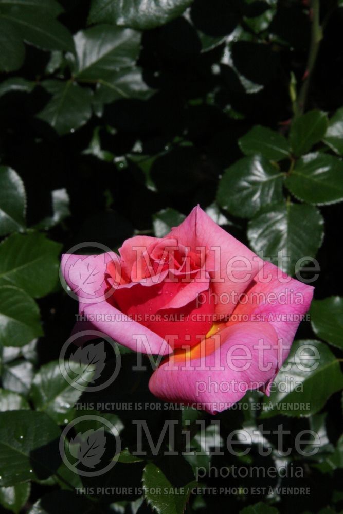 Rosa Aloha (climbing rose) 3