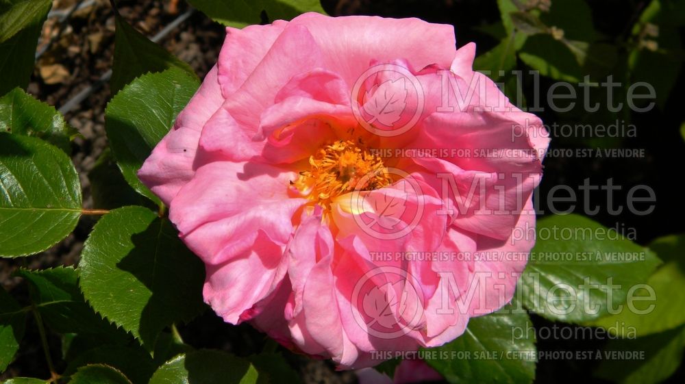 Rosa Aloha (climbing rose) 5