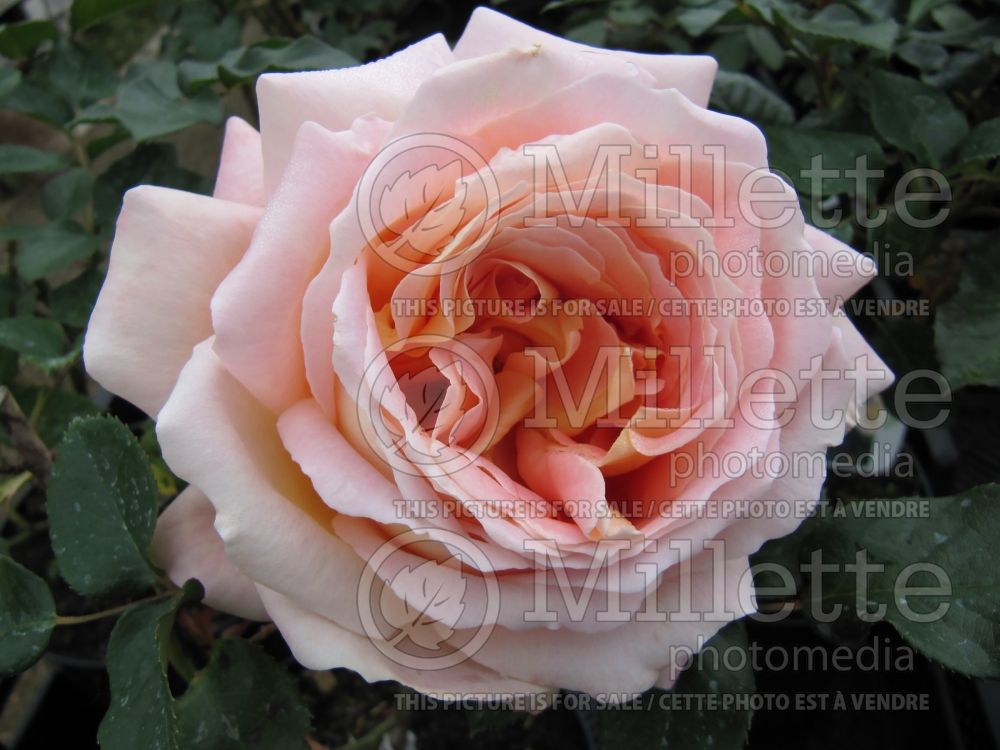 Rosa Alpine Sunset (Hybrid tea rose) 1