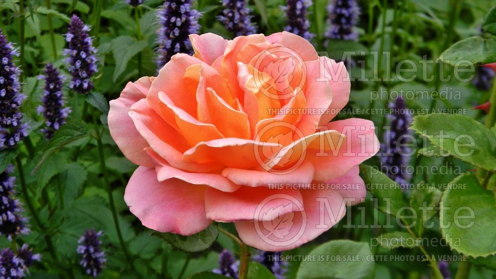 Rosa Alpine Sunset (Hybrid tea rose) 2
