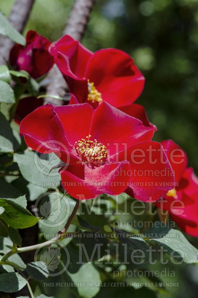 Rosa Altissimo (Climbing rose) 5