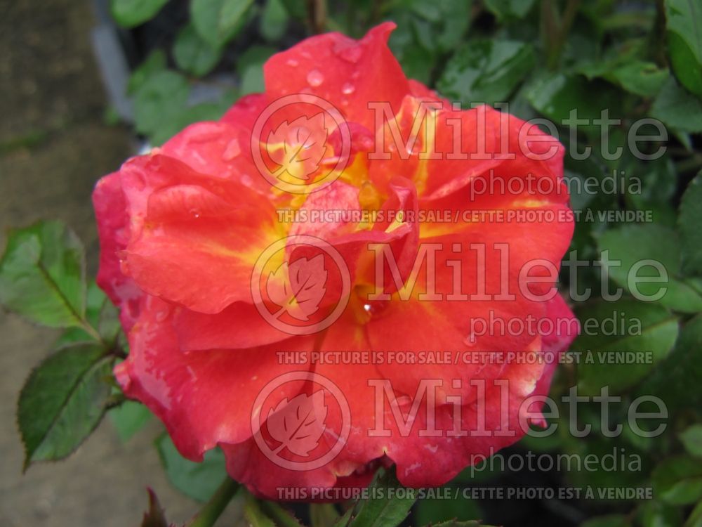 Rosa Angela Rippon (Miniature rose) 1