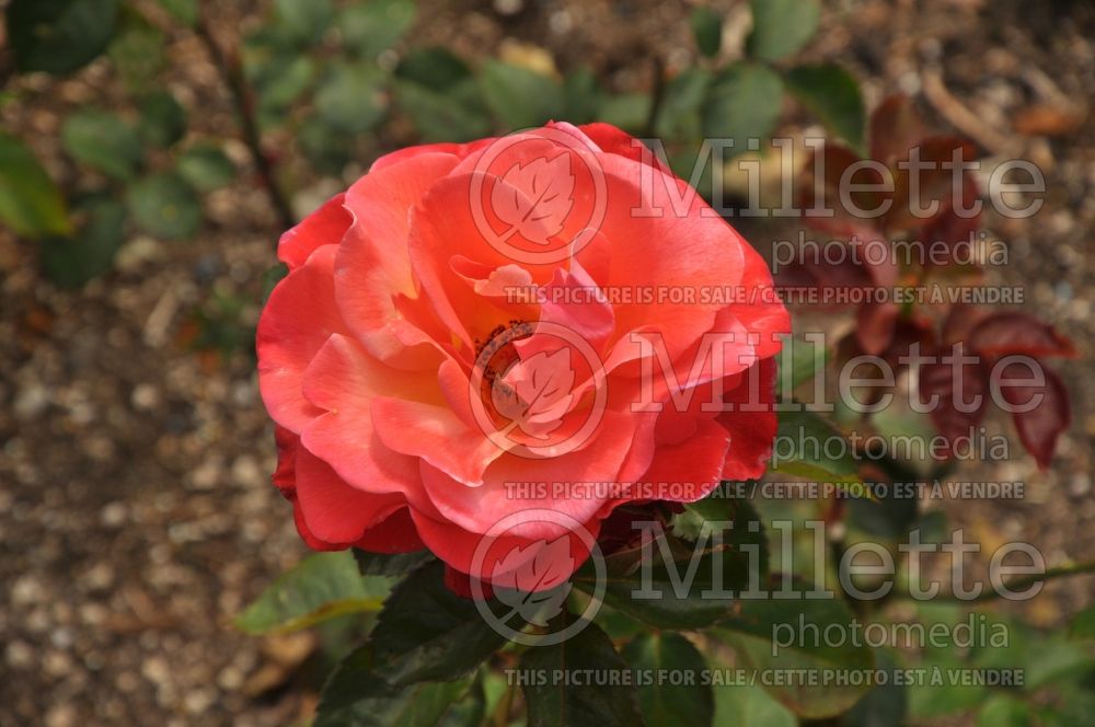 Rosa Anisley Dickson aka Rosa Dicky (Floribunda rose) 1