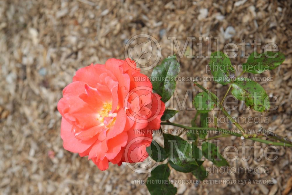 Rosa Anisley Dickson aka Rosa Dicky (Floribunda rose) 4