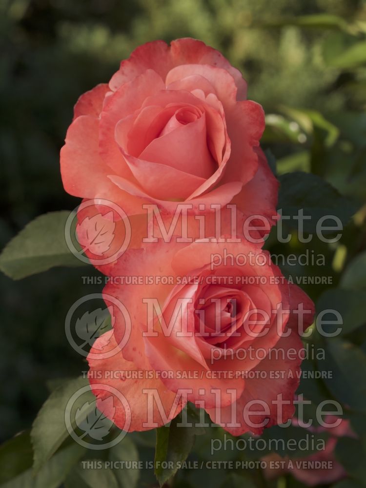 Rosa Anisley Dickson aka Rosa Dicky (Floribunda rose) 6
